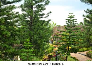 pine tree philippines|Iba pa.
